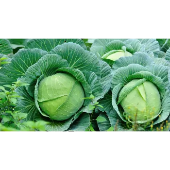 Cabbage (32)-3103582-95661.webp